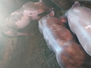 Vând purcei pietrean belgian 