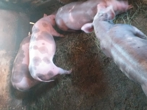 Vând purcei pietrean belgian  - imagine 2 Vând purcei pietrean belgian  - imagine 2