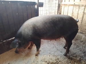 Vând scroafa gestanta 