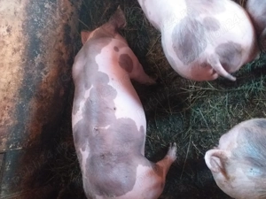 Vând purcei pietrean belgian  - imagine 3 Vând purcei pietrean belgian  - imagine 3