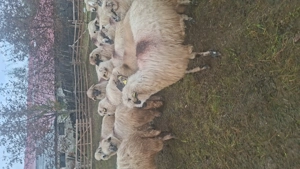 Vand 31 una de oi mai multe detalii in privat - imagine 3 Vand 31 una de oi mai multe detalii in privat - imagine 3