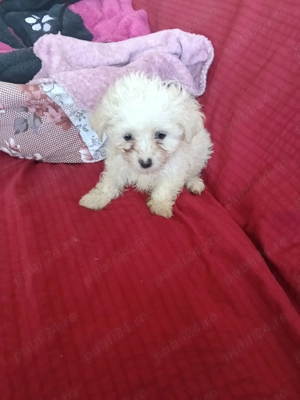 Bichon maltez de vânzare  - imagine 2