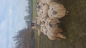 Vand 31 una de oi mai multe detalii in privat - imagine 2 Vand 31 una de oi mai multe detalii in privat - imagine 2