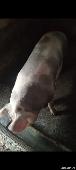 Scroafa pt sacrificat  200+ kg - imagine 2