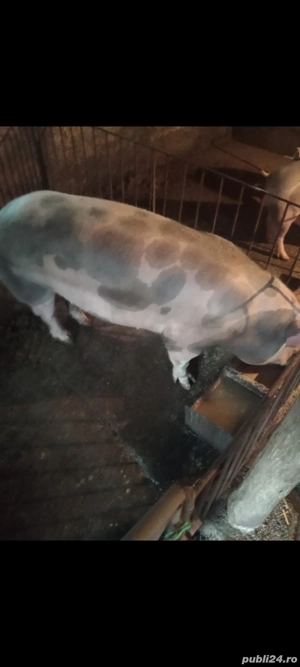 Scroafa pt sacrificat  200+ kg - imagine 3