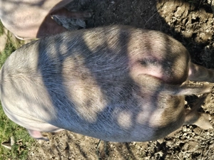 Porc de vânzare gras și cărnos - imagine 2