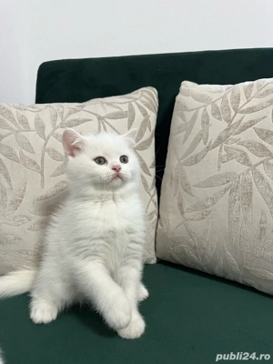 British Shorthair White