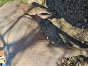 Porc de vânzare gras și cărnos - imagine 4