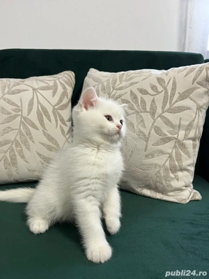 British Shorthair White - imagine 4