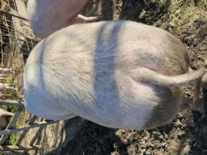 Porc de vânzare gras și cărnos - imagine 3