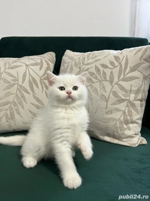 British Shorthair White - imagine 3