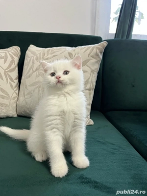 British Shorthair White - imagine 5