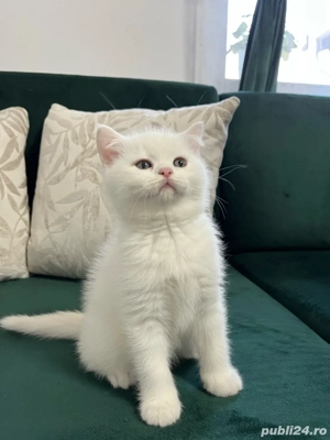 British Shorthair White - imagine 2