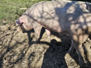 Porc de vânzare gras și cărnos - imagine 6