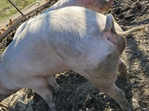 Porc de vânzare gras și cărnos - imagine 5