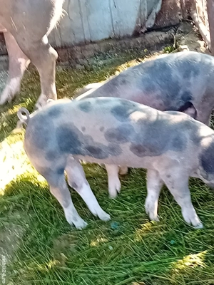 purceii pietrean  - imagine 2 purceii pietrean  - imagine 2