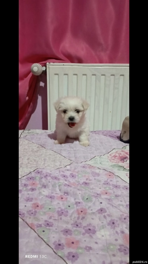 catel bison de vinzare - imagine 2