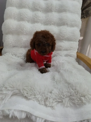 Pudel talie toy , culoare rosu