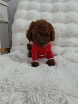 Pudel talie toy , culoare rosu - imagine 3