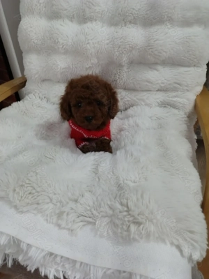 Pudel talie toy , culoare rosu - imagine 4