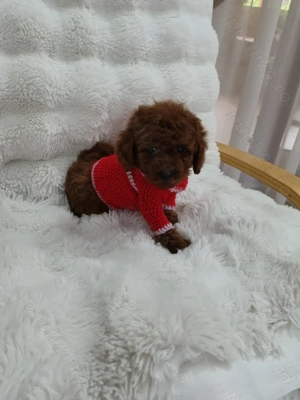 Pudel talie toy , culoare rosu - imagine 5