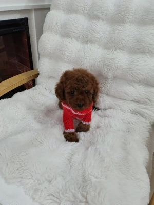 Pudel talie toy , culoare rosu - imagine 2