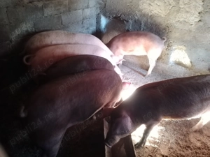 Vând porci grași  - imagine 3