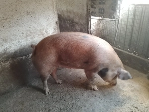 Vând porci grași  - imagine 2