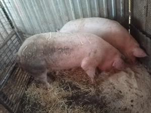 Vând porci grași  - imagine 5