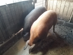 Vând porci grași  - imagine 4