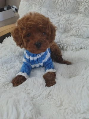 Pudel talie toy  - imagine 2