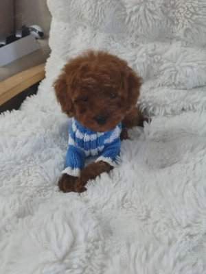 Pudel talie toy  - imagine 4