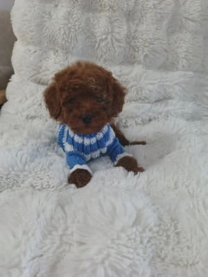 Pudel talie toy  - imagine 3