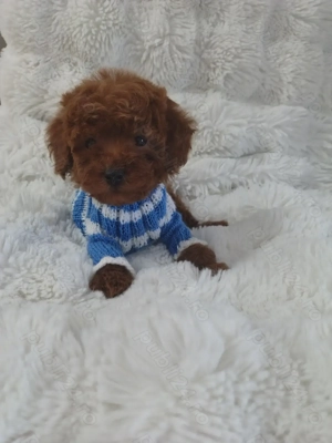 Pudel talie toy  - imagine 5