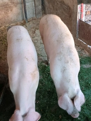 Porci de vinzare - imagine 6