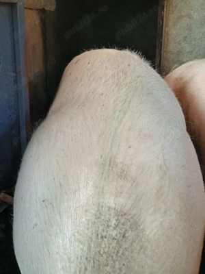 Porci de vinzare - imagine 2