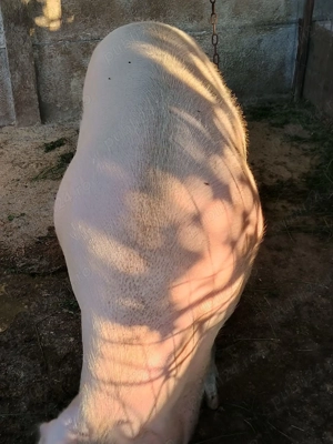 Porci de vinzare - imagine 4