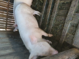 Purcei de vânzare crescuți bio - imagine 2