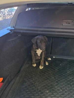 Catelusa dog german - imagine 2 Catelusa dog german - imagine 2