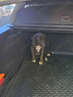 Catelusa dog german - imagine 4 Catelusa dog german - imagine 4