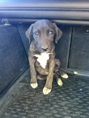 Catelusa dog german - imagine 3 Catelusa dog german - imagine 3