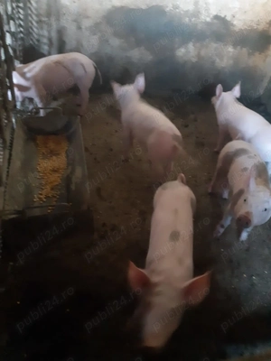 Vand purcei intarcati! - imagine 2