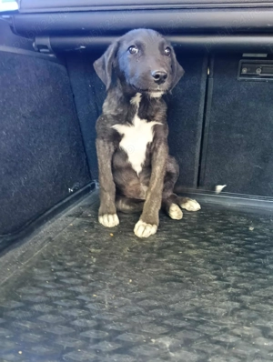 Catelusa dog german - imagine 5 Catelusa dog german - imagine 5