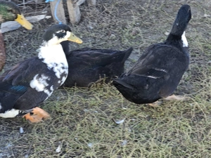 Rațe ouătoare și vorbărețe