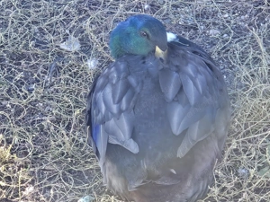 Rațe ouătoare și vorbărețe - imagine 5 Rațe ouătoare și vorbărețe - imagine 5