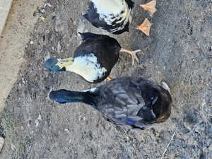 Rațe ouătoare și vorbărețe - imagine 4 Rațe ouătoare și vorbărețe - imagine 4