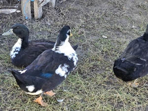 Rațe ouătoare și vorbărețe - imagine 2 Rațe ouătoare și vorbărețe - imagine 2