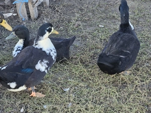 Rațe ouătoare și vorbărețe - imagine 3 Rațe ouătoare și vorbărețe - imagine 3