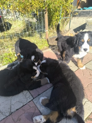 Pui Ciobanesc de Berna cu carnet de sănătate   disponibili - imagine 5