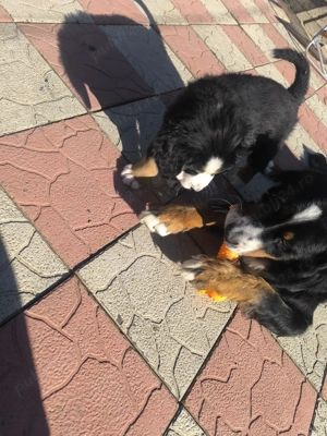 Pui Ciobanesc de Berna cu carnet de sănătate   disponibili - imagine 4